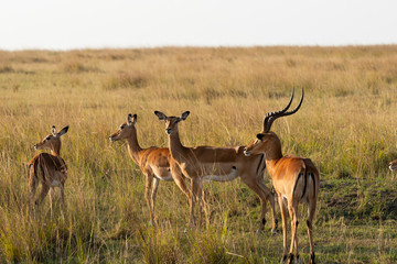 An impala herd grazing in the plains of Africa inside Masai Mara National Reserve during a wildlife safari