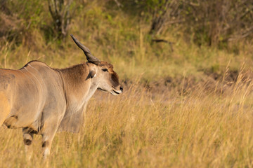 A lowland eland grazing in the plains of Africa inside Masai Mara National Reserve during a wildlife safari