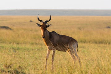 A coke's hartebeest grazing in the grasslands of Masai Mara National Reserve during a wildlife safari