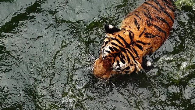 HD 1080p super slow  tiger, Panthera tigris altaica, low angle photo in direct view, running in the flick water  Attacking predator in action. Tiger in water 