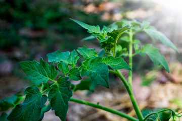 Tomato seedlings in the fields are growing beautifully.