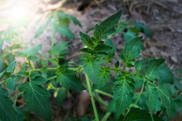 Tomato seedlings in the fields are growing beautifully.