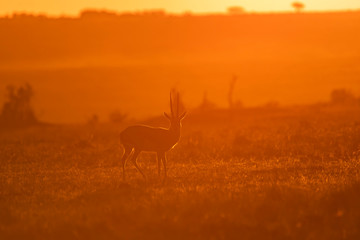 A male thompson gazelle grazing in the plains of Africa with a beautiful sunrise in the background...