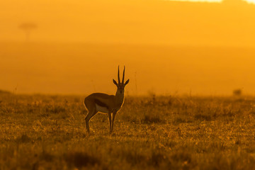A male thompson gazelle grazing in the plains of Africa with a beautiful sunrise in the background during a wildlife safari inside Masai Mara National Reserve