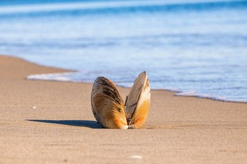 bird on beach