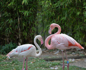 Two flamingos