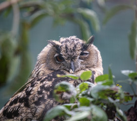 One Eyed Owl