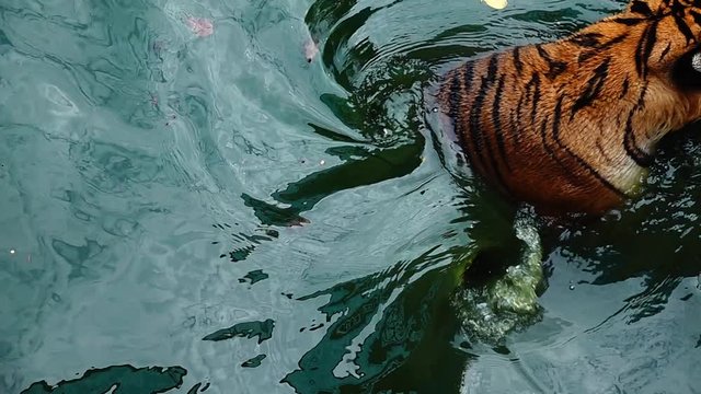 HD 1080p super slow  tiger, Panthera tigris altaica, low angle photo in direct view, running in the flick water  Attacking predator in action. Tiger in water 