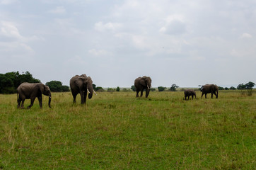 Fototapeta na wymiar A herd of Elephants grazing in the grasslands of Masai Mara National Reserve during a wildlife safari