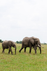 A herd of Elephants grazing in the grasslands of Masai Mara National Reserve during a wildlife safari