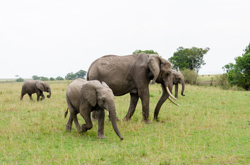 A herd of Elephants grazing in the grasslands of Masai Mara National Reserve during a wildlife safari