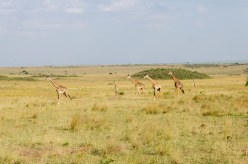 Fototapeta premium A herd of Giraffes walking in the plains of Africa during a wildlife safari inside Masai Mara National Reserve