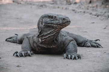 Komodo dragon, the biggest lizard, the last dinosaur. Reptile.