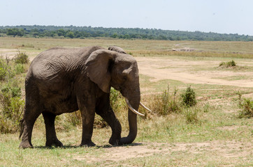 Fototapeta na wymiar Elephants grazing in the plains of africa inside Masai Mara National Reserve during a wildlife safari