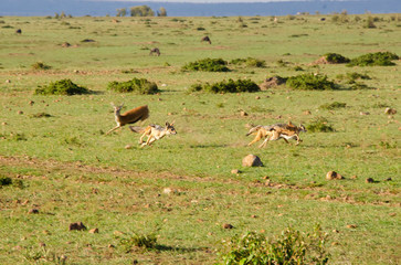 Naklejka na ściany i meble A jackal pair hunting a baby gazelle in the plains of Africa inside Masai Mara National Reserve during a wildlife safari