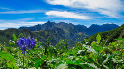 槍ヶ岳　花　風景　青空　景色　北アルプス　裏銀座