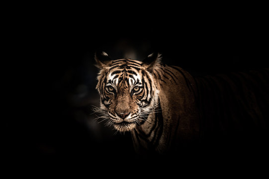 Fine art image of ranthambore wild male tiger at ranthambore national park, rajasthan, india