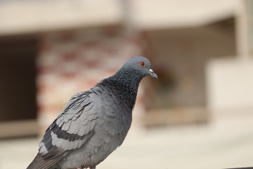 pigeon on a background