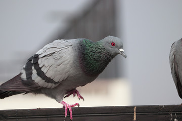 Beautiful picture go Pigeon sitting