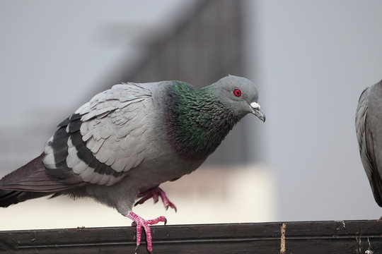 Beautiful picture go Pigeon sitting