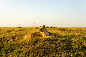 Naklejka premium A lioness sitting in a relaxed pose on a sand mound inside Masai Mara National Reserve during a wildlife safari