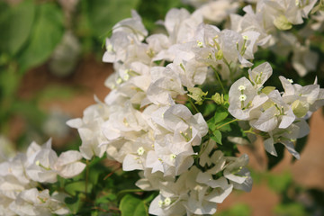 Beautiful white bougainvillea blooming, Bright white bougainvillea flowers as a floral background, Close-up white flowers,Sunlight shining on
