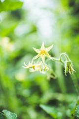 Blooming tomatoes plant in the garden. Shallow depth of field.