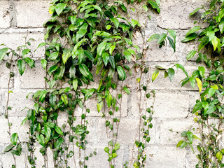 Texture of White Brick wall and Green Leaves