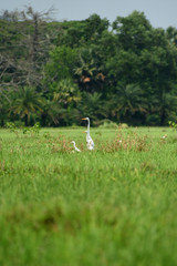 Obraz na płótnie Canvas a family of egrets are in the field 