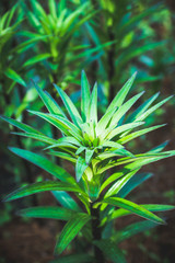 Lily flowers growth in the garden. Shallow depth of field.
