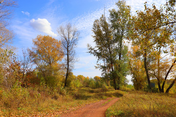 Fototapeta na wymiar Autumn landscape in forest