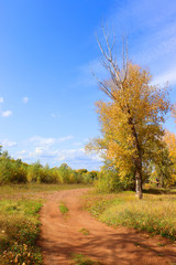 Autumn landscape in forest