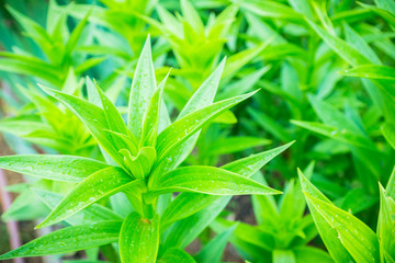 Lily flowers growth in the garden. Shallow depth of field.