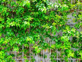 Texture of Wall of Green Leaves