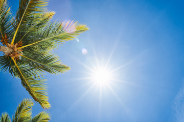 palm leaves against blue sky with clouds