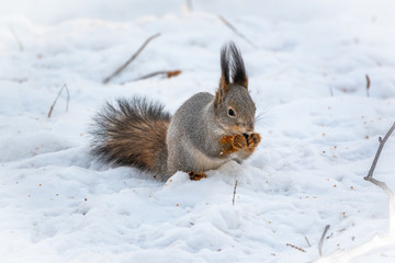 Naklejka na ściany i meble The squirrel sits on white snow with nut