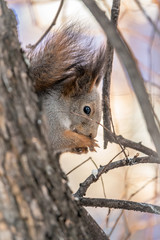 Obraz premium The squirrel sits on a branches in the winter or autumn. Squirrel on a tree cleans its paws