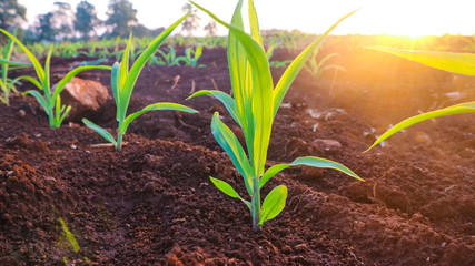 Corn seedlings with sunlight Thailand