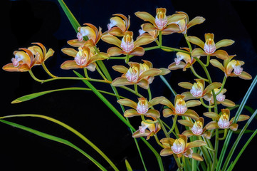 Cymbidium 'Samurai Soul', a recently registered hybrid orchid from Japan