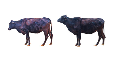 cow isolated on white background