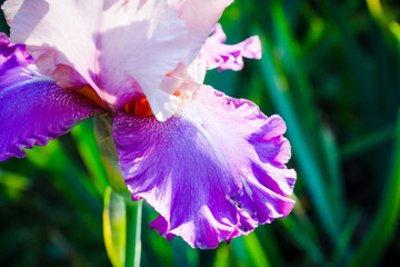 Iris flower blooming in the garden. Shallow depth of field.