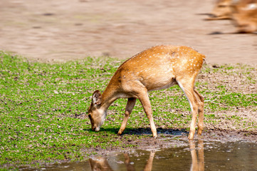 Deer grazing in the field 