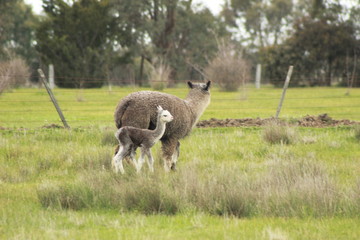 Naklejka na ściany i meble cute young adorable soft fluffy cloudy colored baby Alpaca with its Mum and family on a family run Alpaca wool farm in regional Victoria, Australia