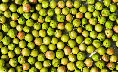 Background of green seed pods of the henna Plant 