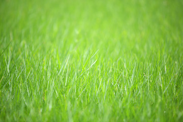 Fototapeta na wymiar close up of fresh green grass background