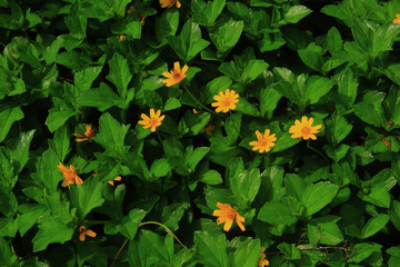 Scotch marigold, is a plant in the genus Calendula of the Asteraceae family. Scotch marigolds for backgrounds, wallpapers and website designs