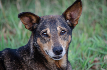 portrait of a dog