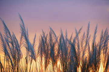 beautiful sunset light on reeds flower