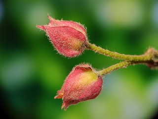 Obraz premium Beautiful colorful macro flower wild bloom floral in spring time blur background wildflower in botanical garden fresh pink white petal creative close up shoot with water drop