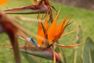 close up details of the colors and textures on a tropical flower, bird of paradise, vibrant pink, orange and blue petals.